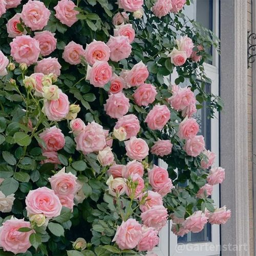 CLIMBING ROSE