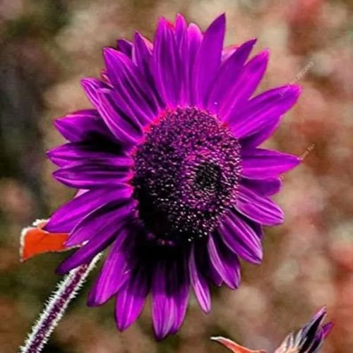 Giant Purple Sunflower Seeds