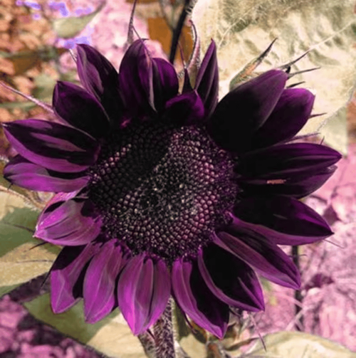 Giant Purple Sunflower Seeds