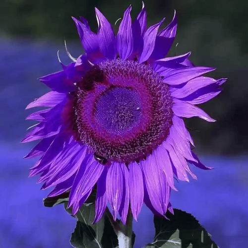 Giant Purple Sunflower Seeds