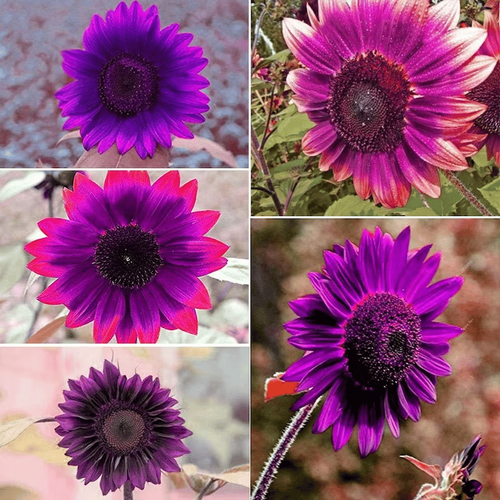 Giant Purple Sunflower Seeds