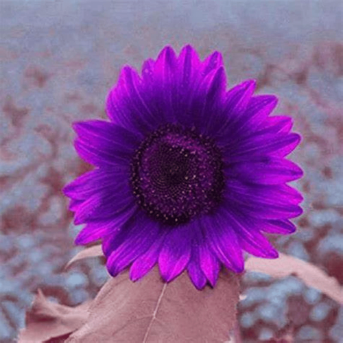 Giant Purple Sunflower Seeds
