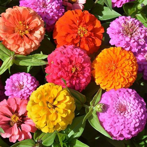 Double Zinnia Mixed Color Seeds