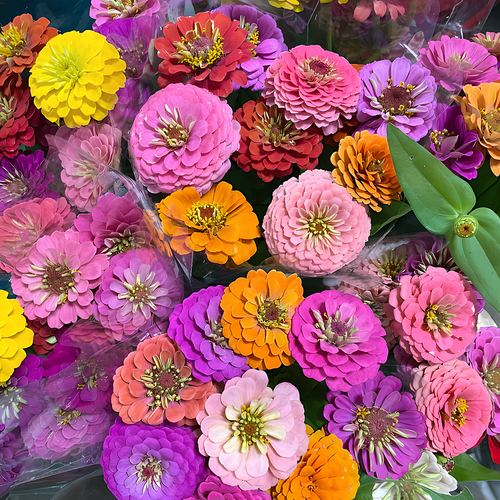 Double Zinnia Mixed Color Seeds
