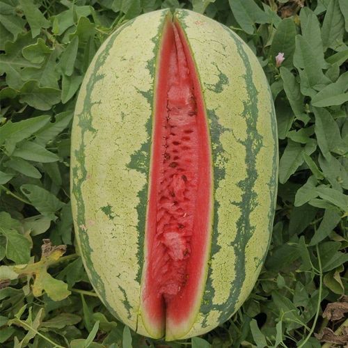 Watermelon Seeds