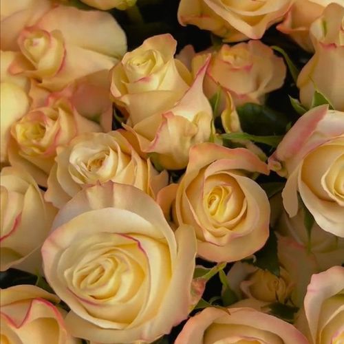 Colorful Roses Seeds