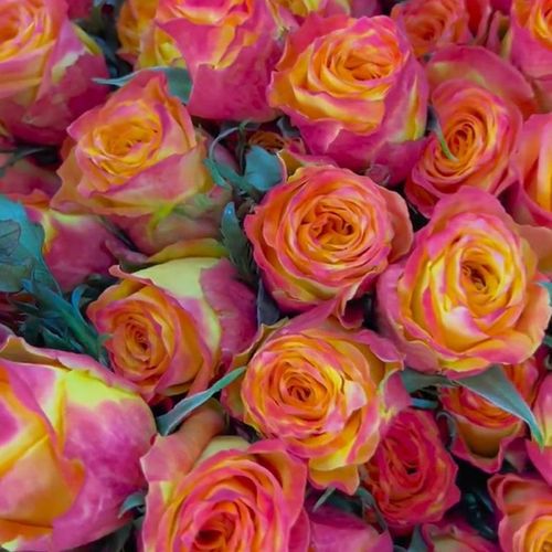 Colorful Roses Seeds