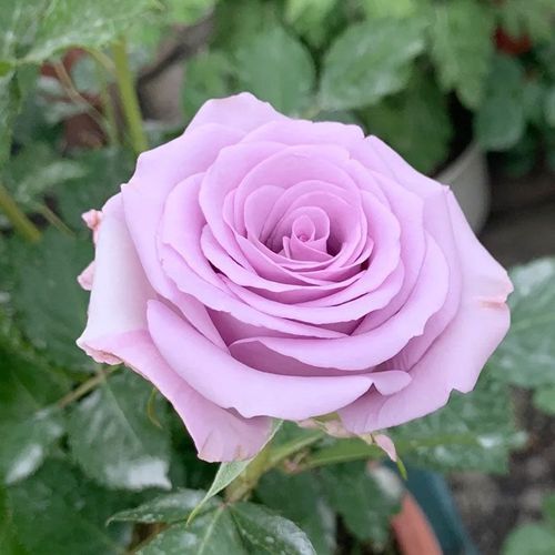 Colorful Roses Seeds