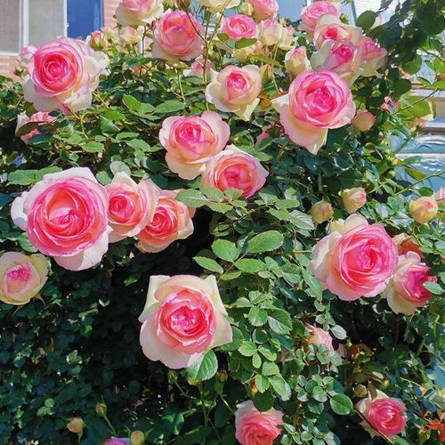 Colorful Roses Seeds