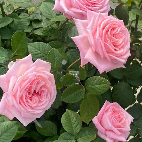 Colorful Roses Seeds