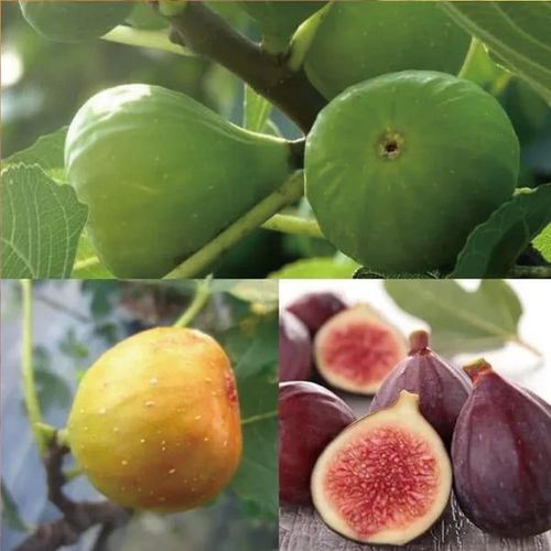 Fig Tree Seeds