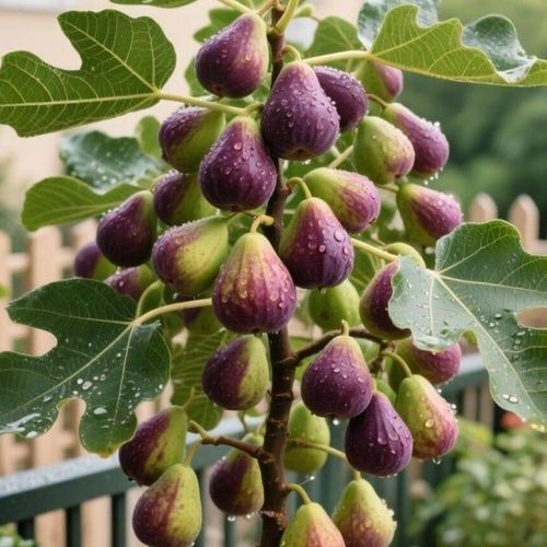 Fig Tree Seeds
