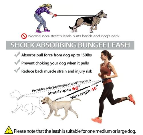Dog Leash