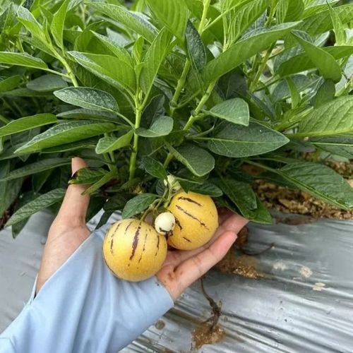Ginseng Fruit Pepino Melon Seeds-Solanum Muricatum