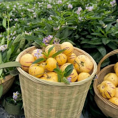 Ginseng Fruit Pepino Melon Seeds-Solanum Muricatum