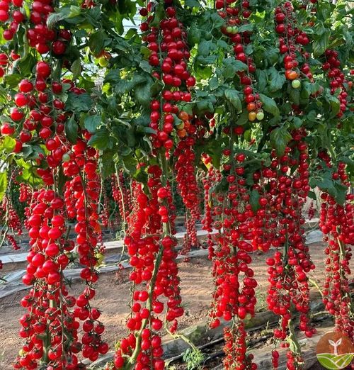 Waterfall Tomato Seeds
