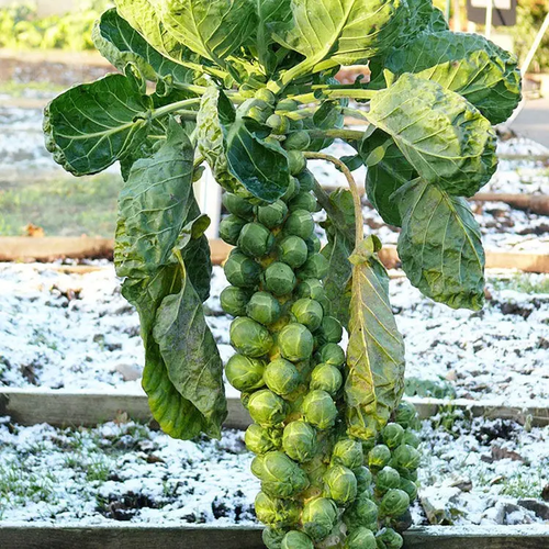 Brussels Sprouts Marte