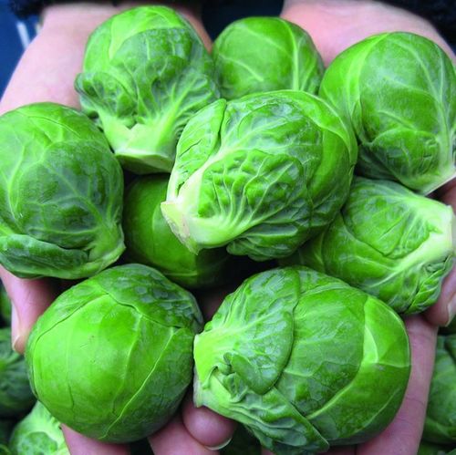 Brussels Sprouts Marte
