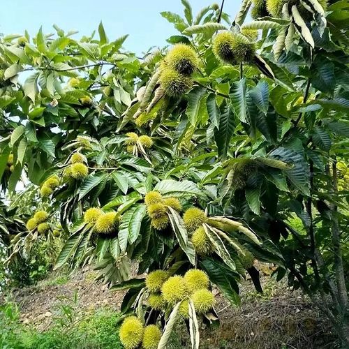 Dwarf Chestnut Seeds