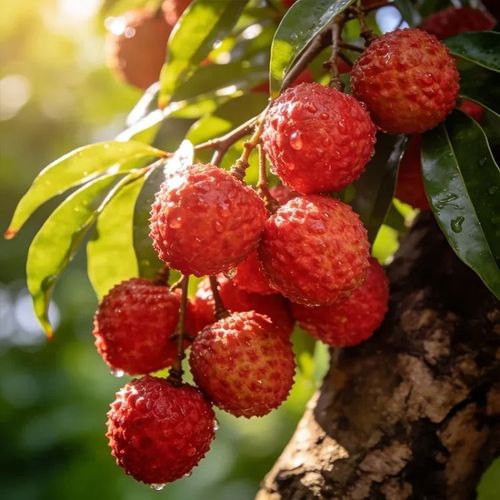🍃 Premium Lychee Seeds – Plant & Harvest Your Tropical Dream 🌞 Price
