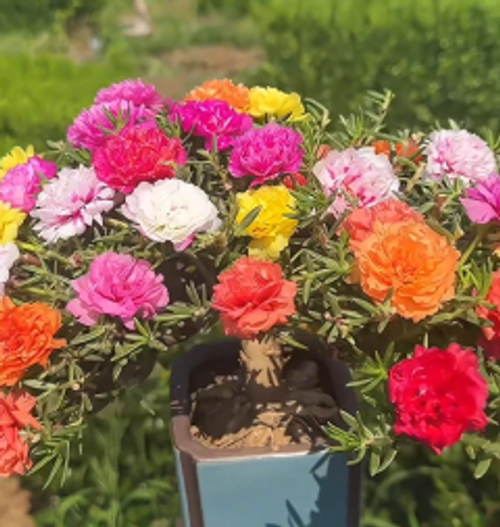 petal sunflower seeds