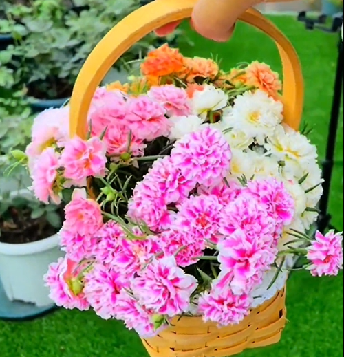 petal sunflower seeds