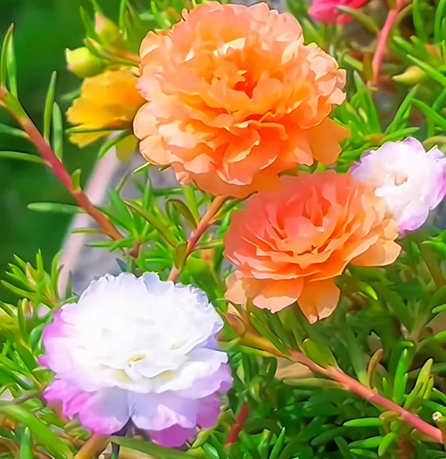 petal sunflower seeds