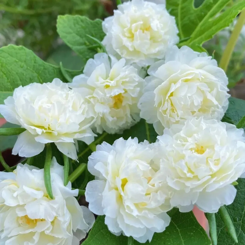 petal sunflower seeds