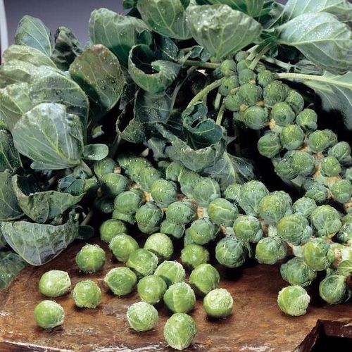 Brussels Sprouts Seeds