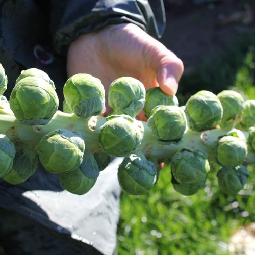 Brussels Sprouts Seeds