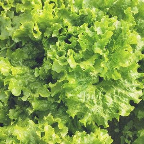 Lettuce   Seeds