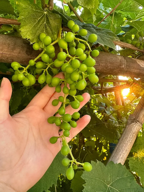 Sunshine Rose Grape Seeds