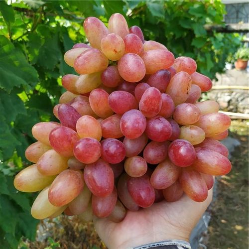 Beauty Finger Grapes Seeds