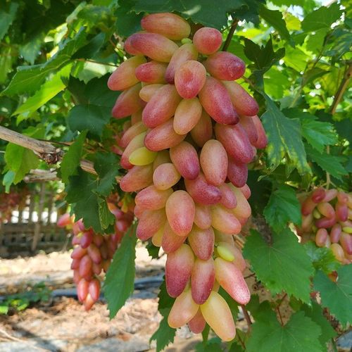 Beauty Finger Grapes Seeds