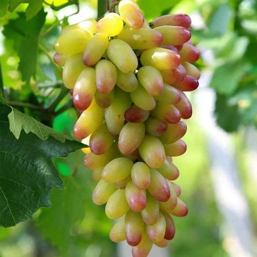 Beauty Finger Grapes Seeds