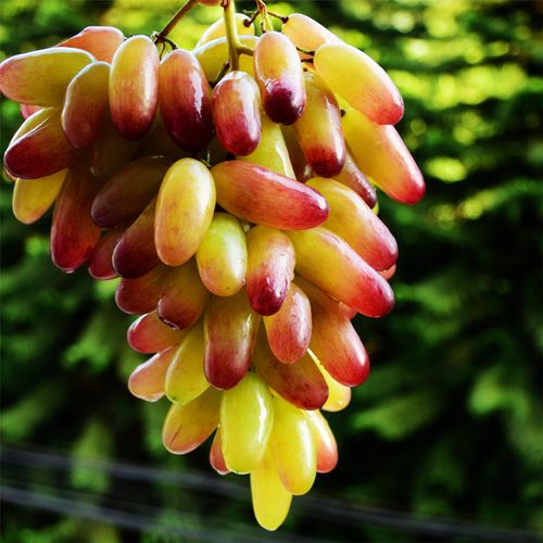Beauty Finger Grapes Seeds