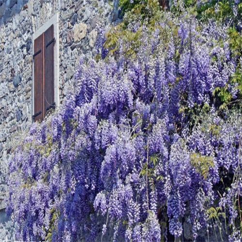 🌸WISTERIA - THE GARDEN’S CASCADING BEAUTY ALL YEAR ROUND