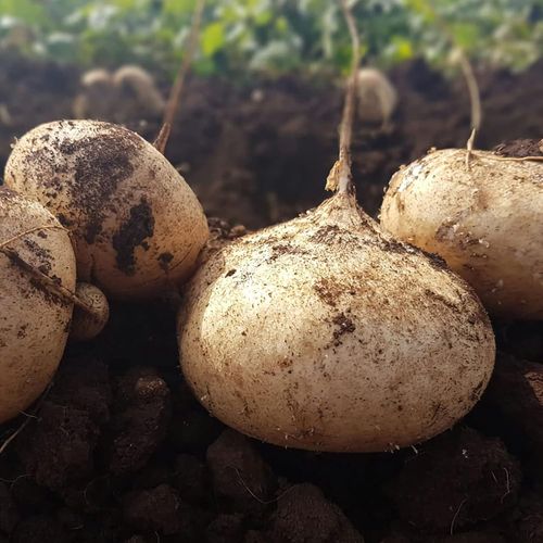 Exclusive Offer💥Rich, Juicy and Nutritious Crispy Fruit -Sweet Jicama for Planting in Your Home🍠