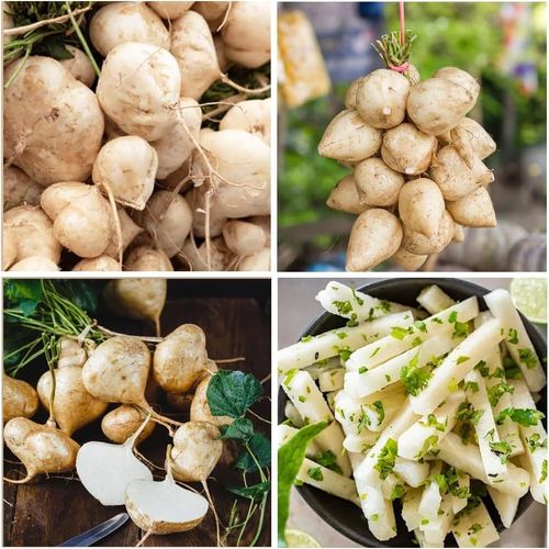Exclusive Offer💥Rich, Juicy and Nutritious Crispy Fruit -Sweet Jicama for Planting in Your Home🍠