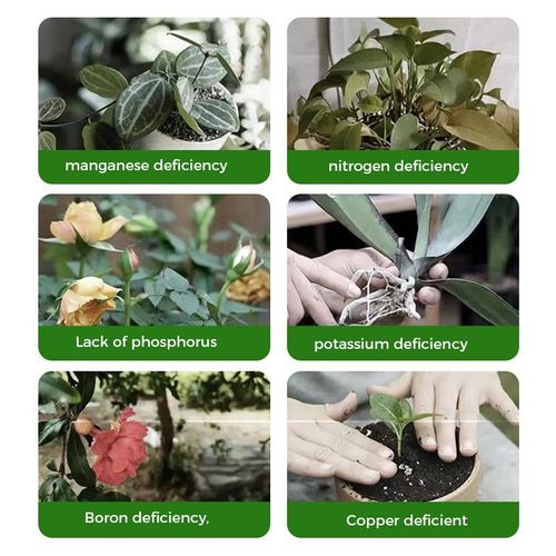 root stimulating powder