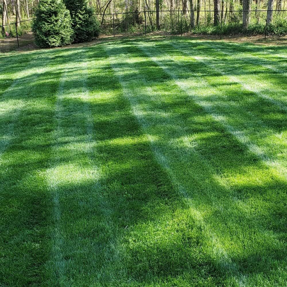 ⭐️⭐️⭐️⭐️⭐️🌱Fast-Growing Grass Seeds & Lawn Repair Blend