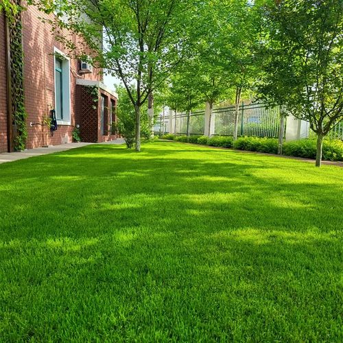 Fast-Growing Grass Seeds