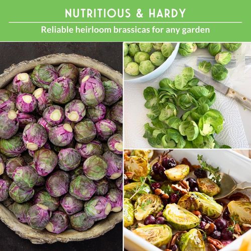 🌱Mini Cabbage Seeds-200 Seeds