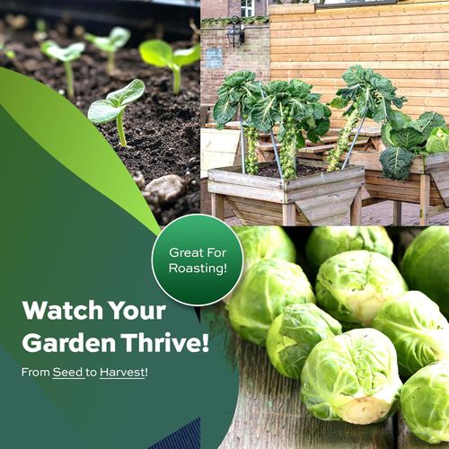 🌱Mini Cabbage Seeds-200 Seeds