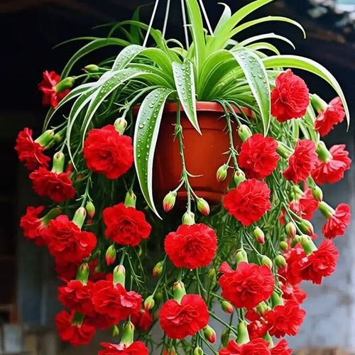 Spider Plant Bulbs Seeds