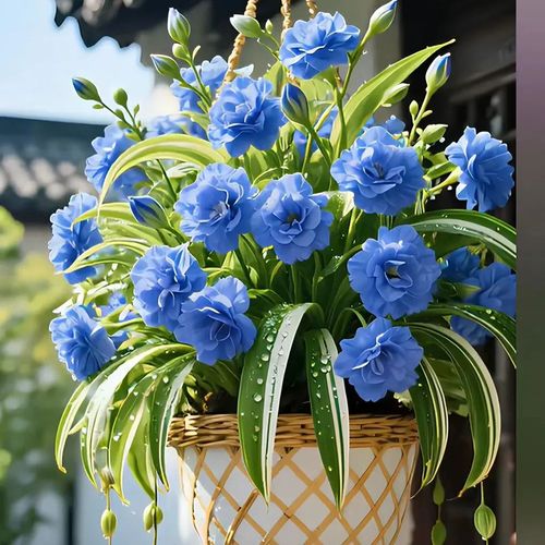 Spider Plant Bulbs Seeds