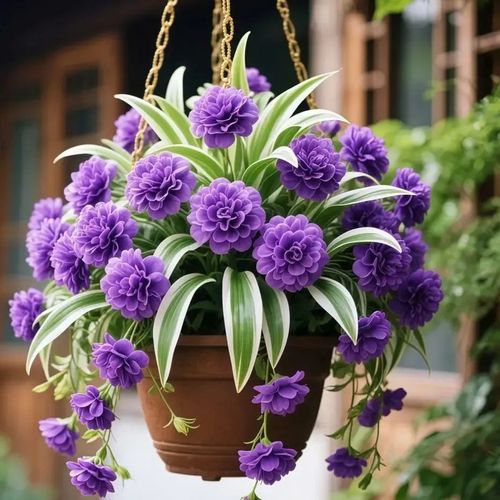 Spider Plant Bulbs Seeds