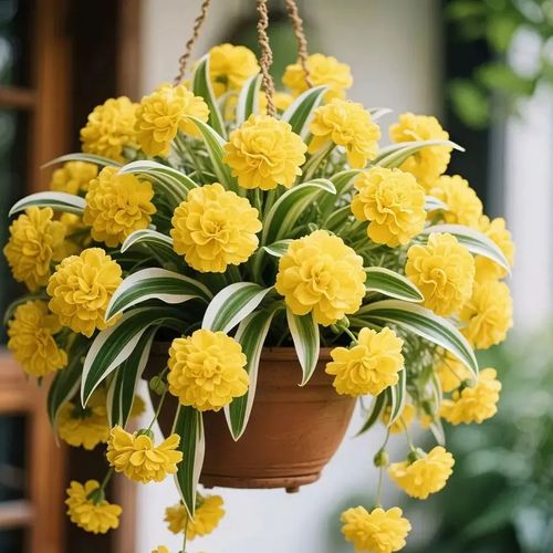 Spider Plant Bulbs Seeds