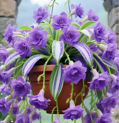 Spider Plant Bulbs Seeds