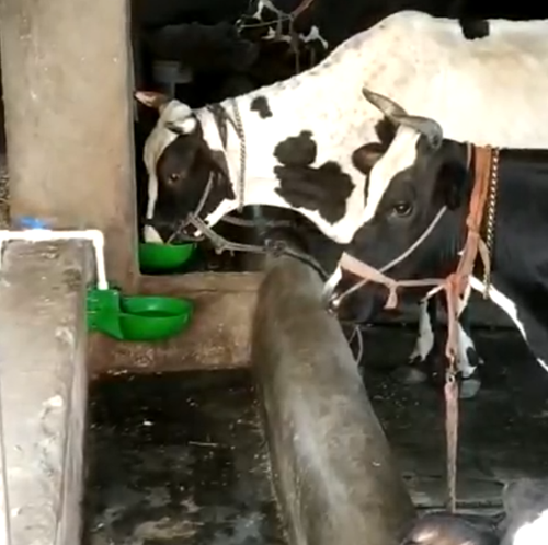 Cow Water Bowl